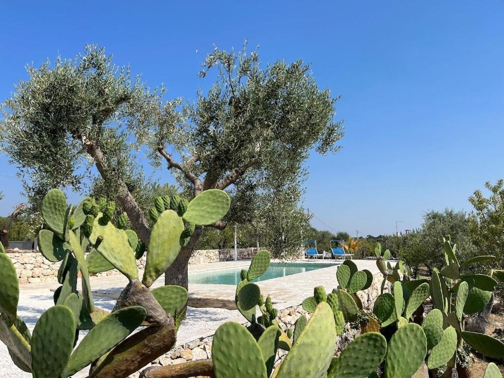 Casa Giuliveto - Charmantes Ferienhaus Mit Privatpool In Olivenhain Ostuni Exterior photo